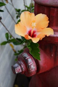 fire hydrant with flower